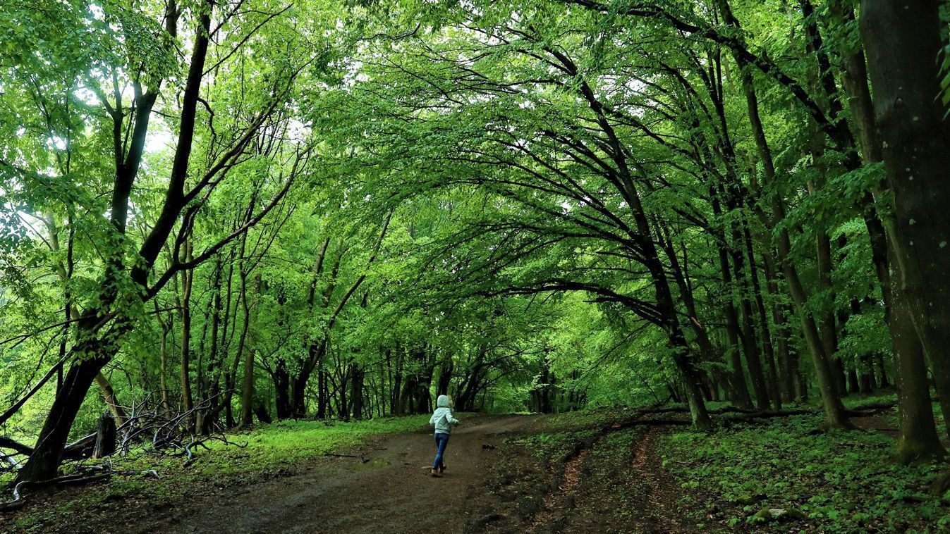 erdő, Szerbia