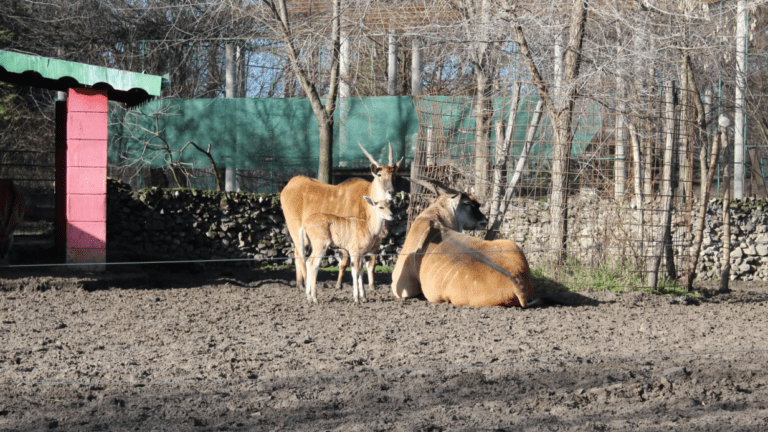 Rendkívüli ellenőrzést tartottak a Palicsi Állatkertben