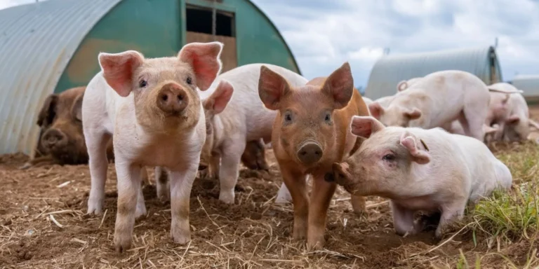 Szerb mezőgazdasági miniszter: lehetővé tesszük a hízómalacok importját