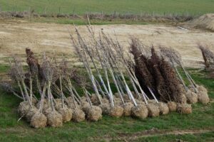 Mintegy 200 ezer facsemetét ültetnek el Vajdaság-szerte