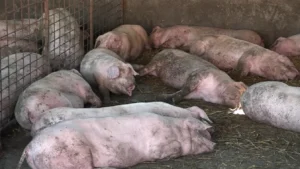 Megjelent az afrikai sertéspestis Nyugat-Szerbiában