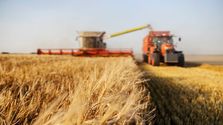 Hétfőtől igényelhető a hektáronkénti állami támogatás – Fontos az eAgrar-fiók érvényessége