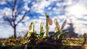 Itt a tavasz? 16-17 fokig melegszik a levegő