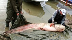 Vajdaságtól egy köpésre majdnem háromméteres harcsát emeltek ki a Tiszából