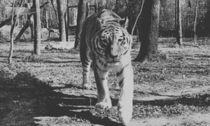 Elaltatták Igort, a Szegedi Vadaspark legendás szibériai tigrisét