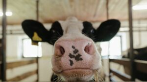 24 milliárd dináros támogatást hirdettek az állattenyésztőknek