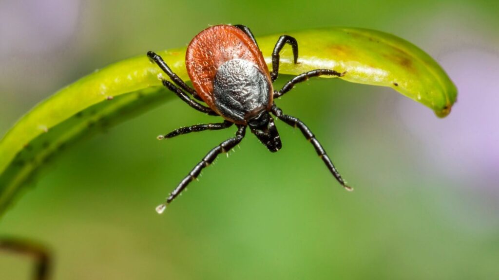 Méhészek figyelem: mától kullancsirtás Szabadkán