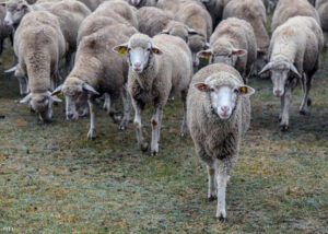 Szerbia először exportált élő bárányokat Algériába