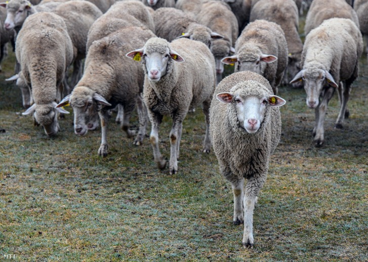 Szerbia először exportált élő bárányokat Algériába