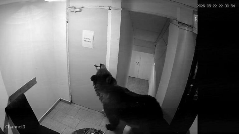 VIDEÓ: Medve tört be egy erdélyi szállodába, biztonsági kamera rögzítette az esetet