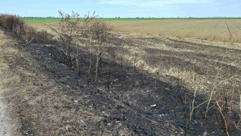 Közel két kilométeres védőerdősáv semmisült meg a Nagykikinda–Töröktopolya út mentén