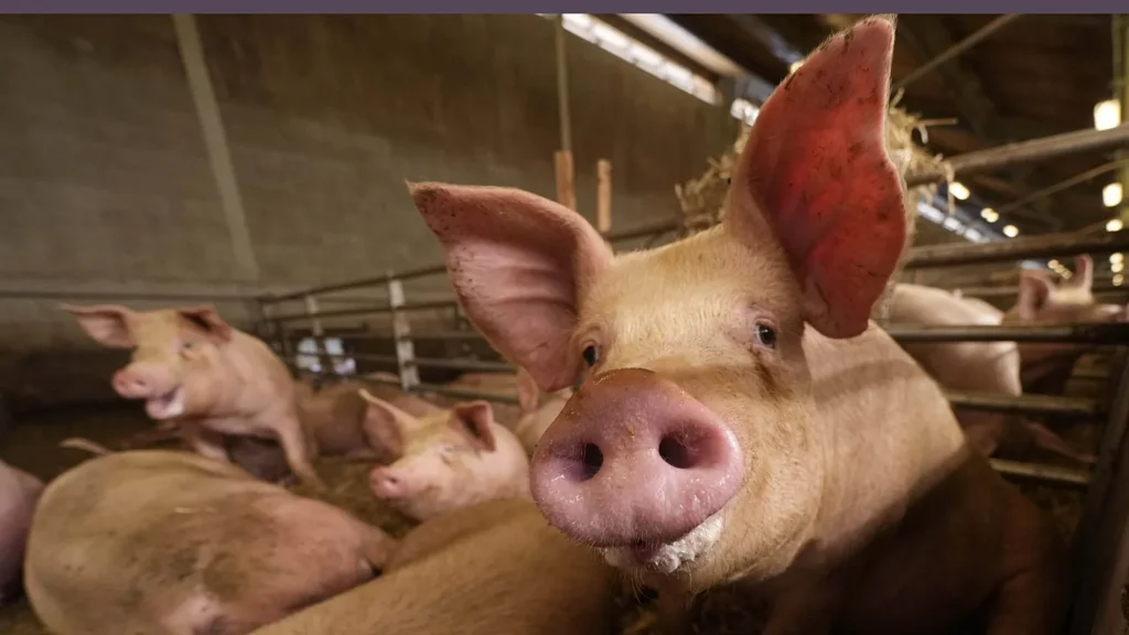 Rendkívüli helyzetet hirdettek három önkormányzatban az afrikai sertéspestis miatt Szerbiában