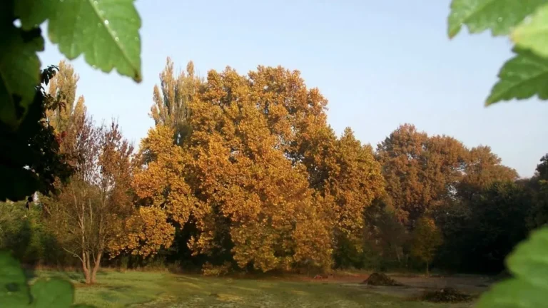 Ez a hőség és aszály már a fáknak is sok